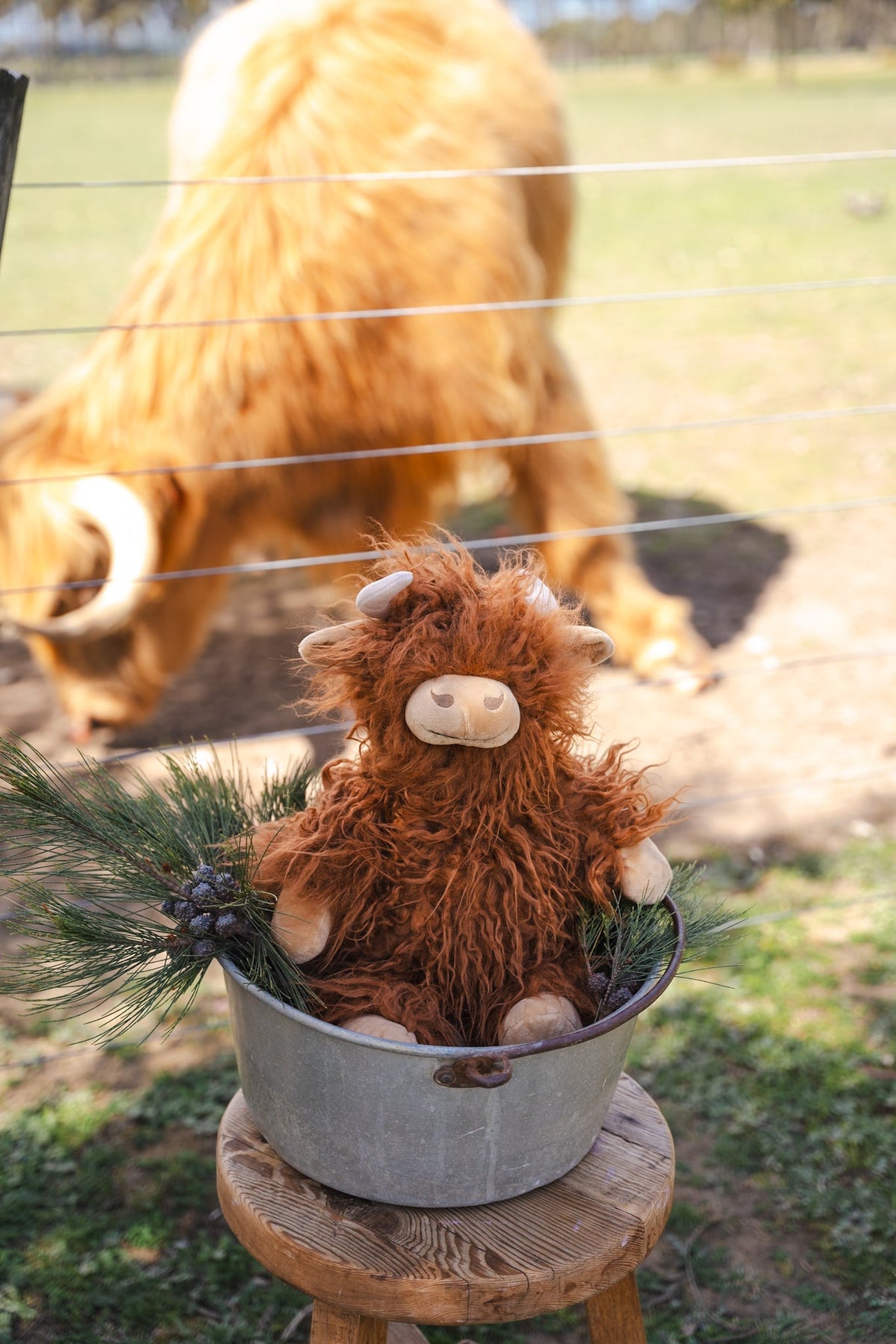 The cow sitting in a metal tub on a wooden stool in a paddock, a real Highland cow grazing behind the fence.