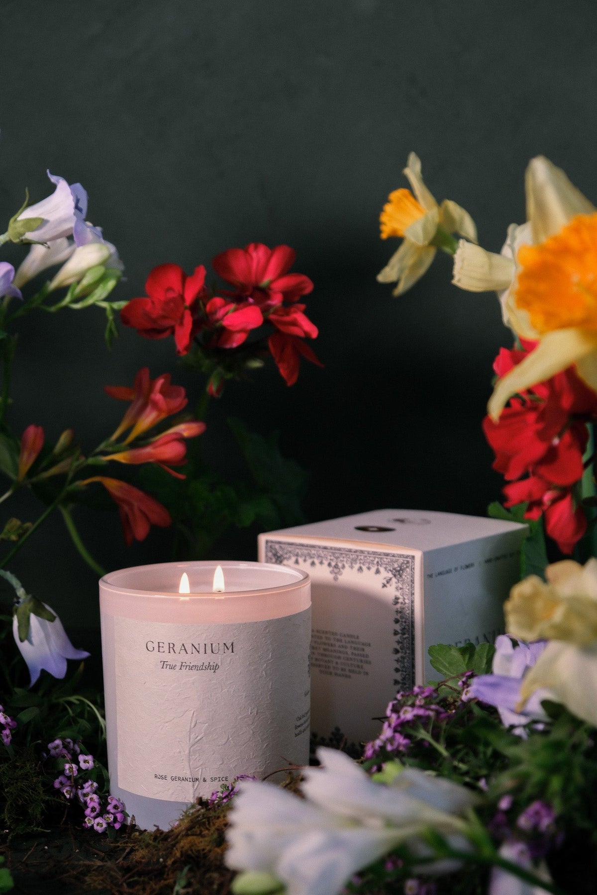 The Geranium candle and its box among red geraniums and spring flowers.