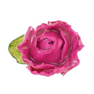 Close-up of the bright pink rose with a green leaf