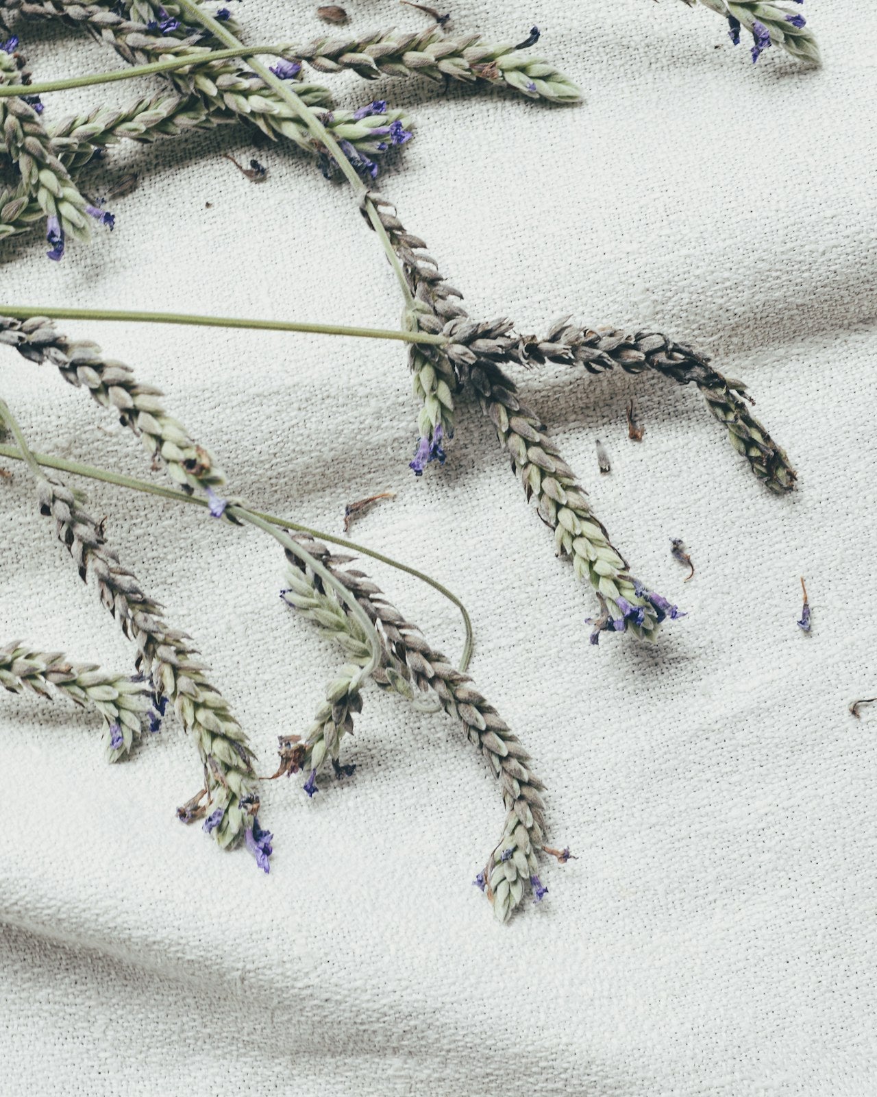 Dried lavender sprigs on cream linen